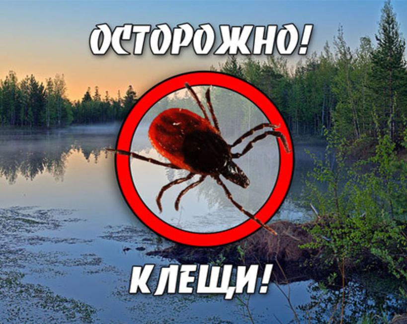 Как защитить себя от укусов клещей! Как защитить себя от укусов клещей!