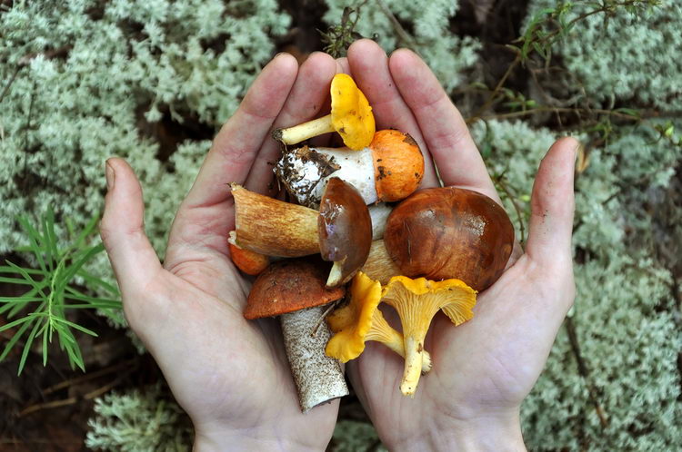 � ����� ������������ ���������� �������. ������������ �� ����� � ��������� ������.