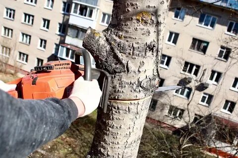 О содержании зеленых насаждений на придомовой территории О содержании зеленых насаждений на придомовой территории