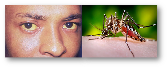 �� ������������ ��������������  � ����